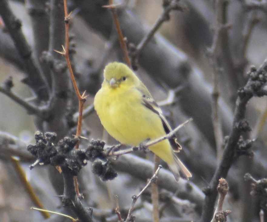 Lesser Goldfinch - ML520498491