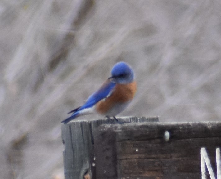 Western Bluebird - ML520498641