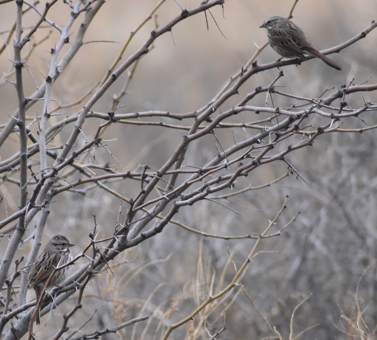Song Sparrow - ML520498861