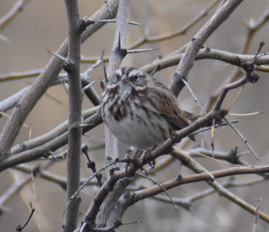 Song Sparrow - ML520498951