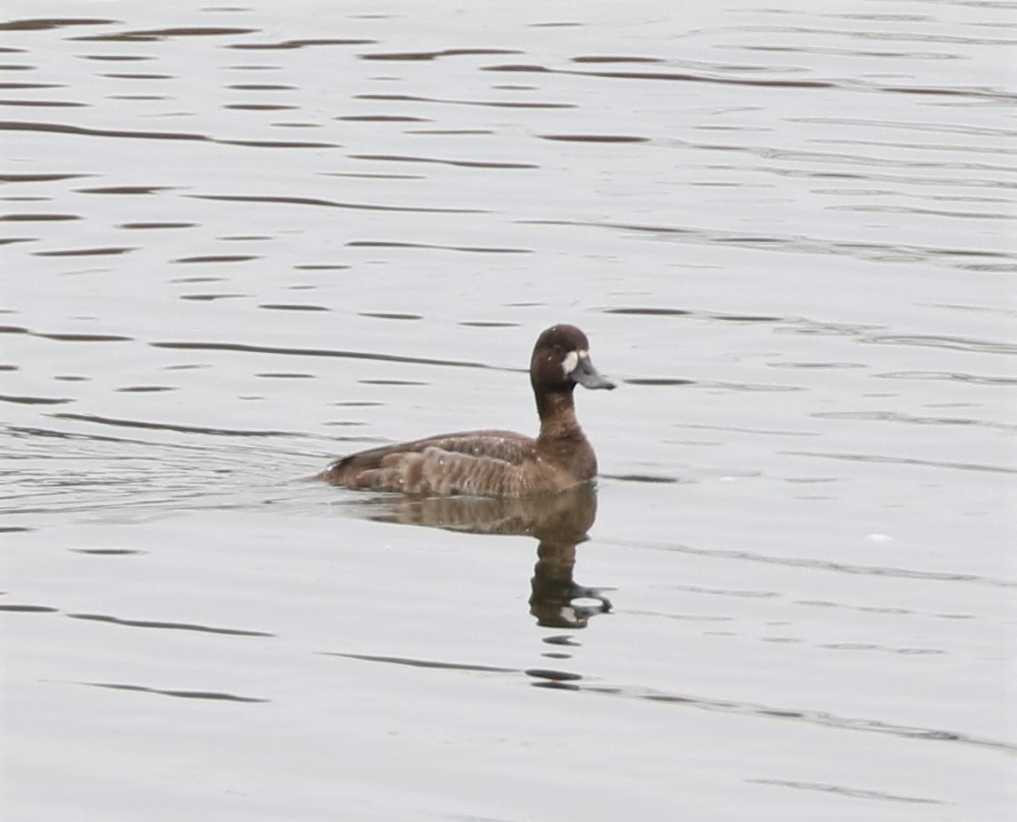 Greater Scaup - ML520499201