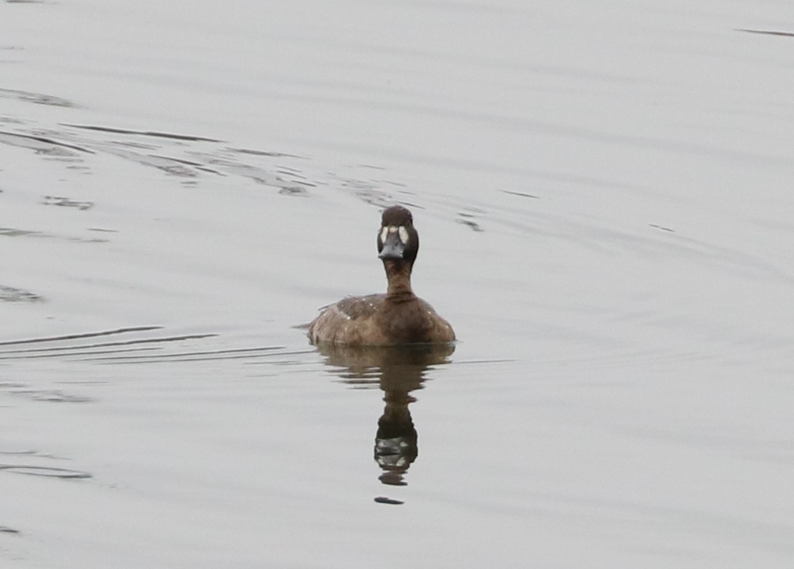 Greater Scaup - ML520499211