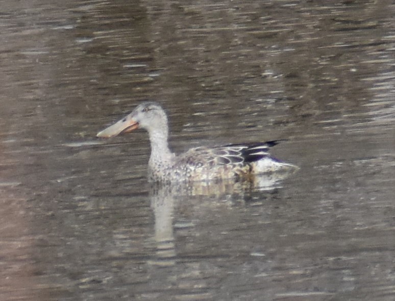 Northern Shoveler - ML520499801