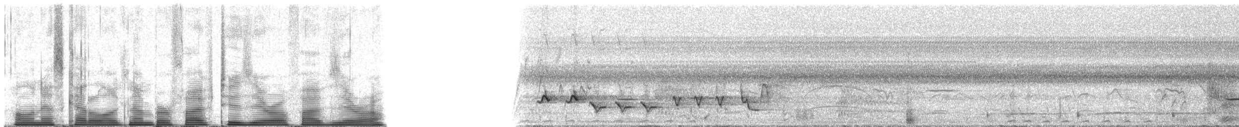 Streifenkuckuck - ML52050