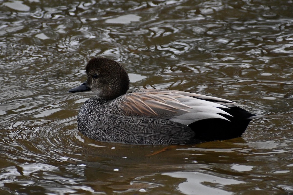 Gadwall - ML520501061