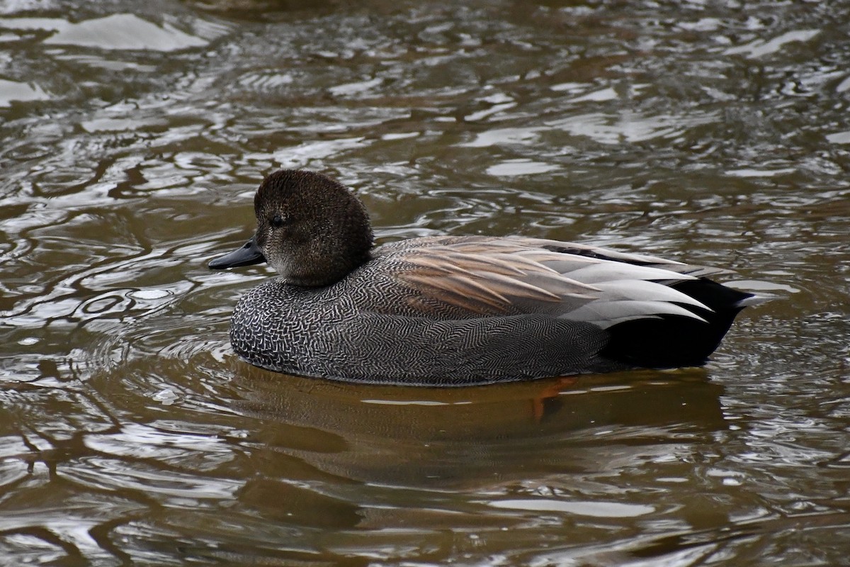 Gadwall - ML520501071