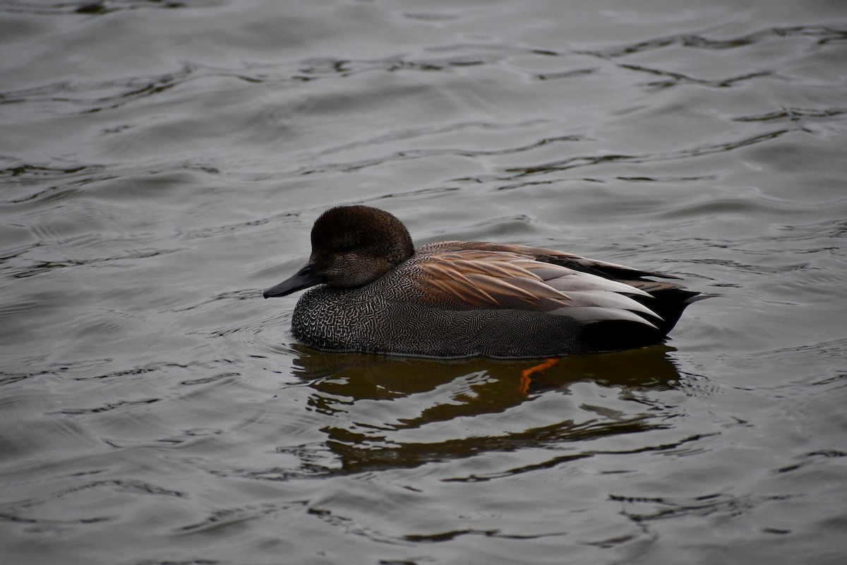 Gadwall - ML520501081