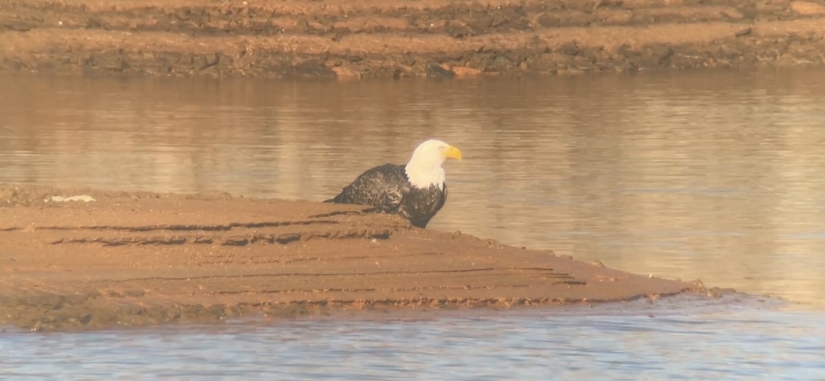 Bald Eagle - ML520501241