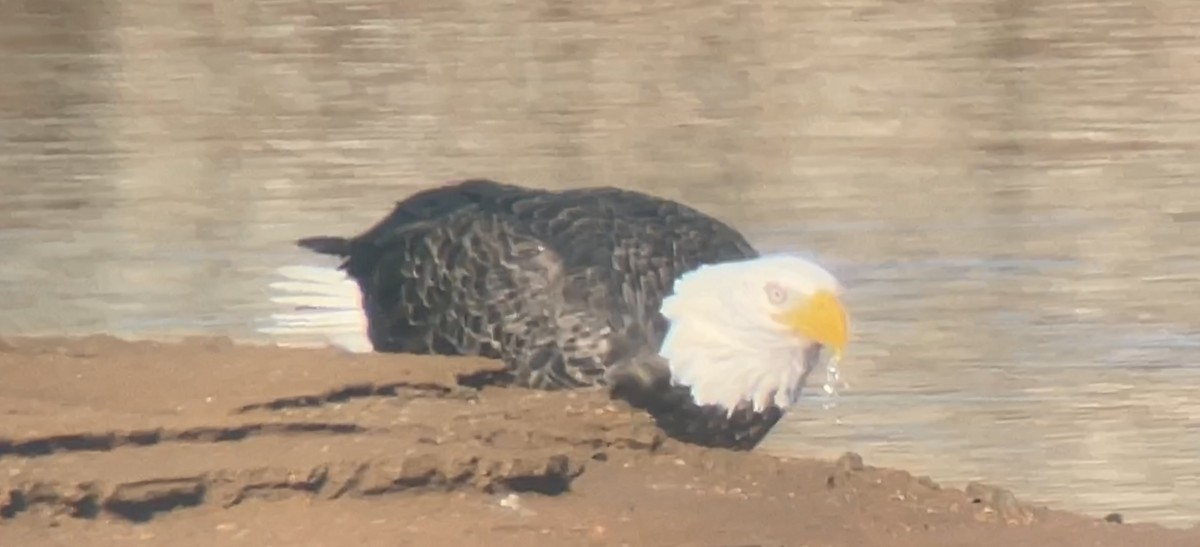 Bald Eagle - ML520501591