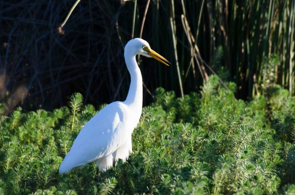 Plumed Egret - Brad White