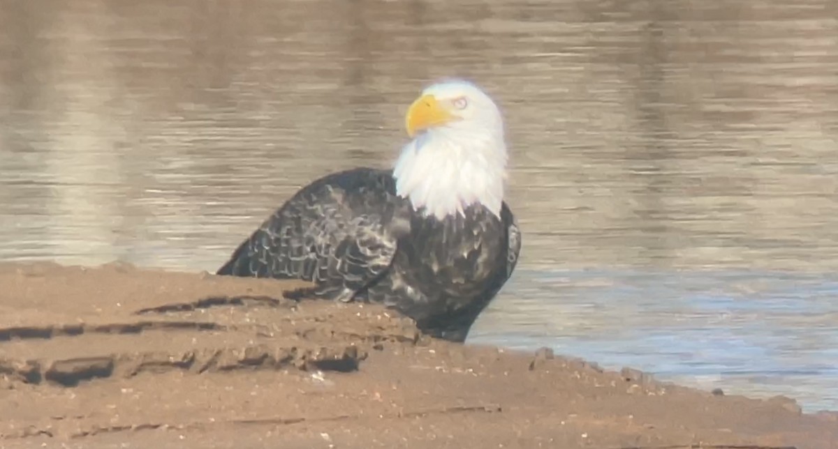 Bald Eagle - ML520501621