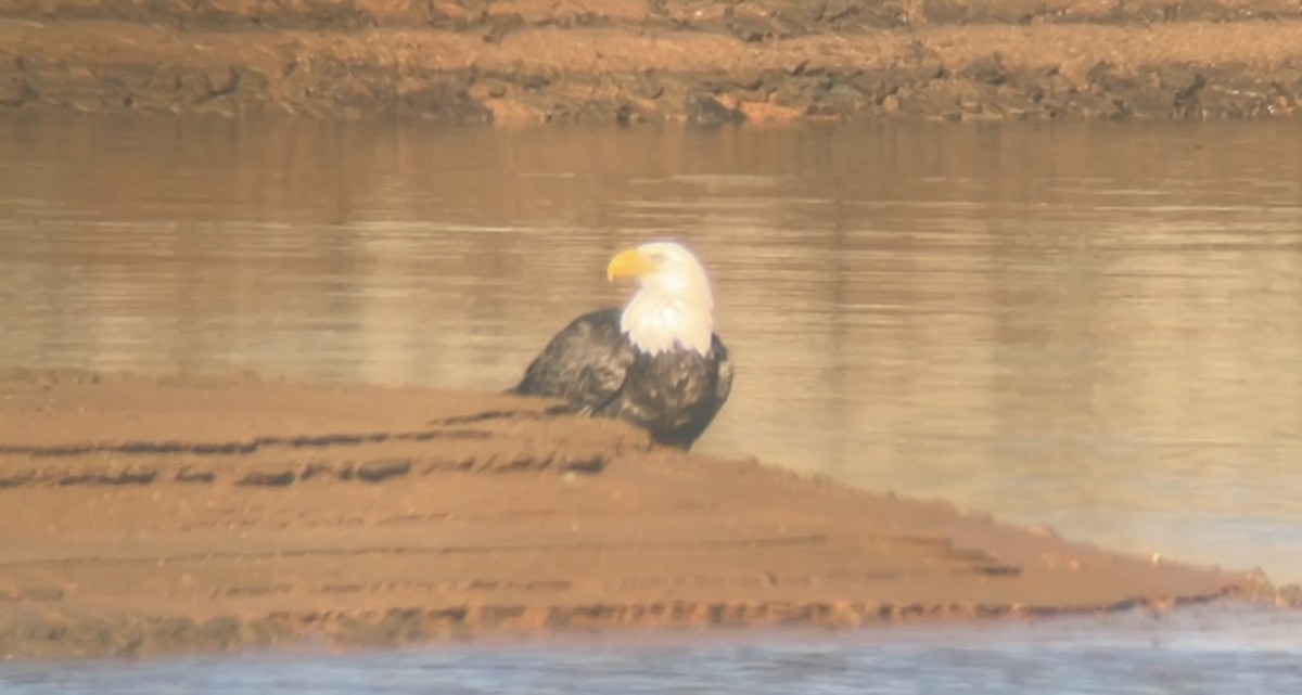 Bald Eagle - ML520501671