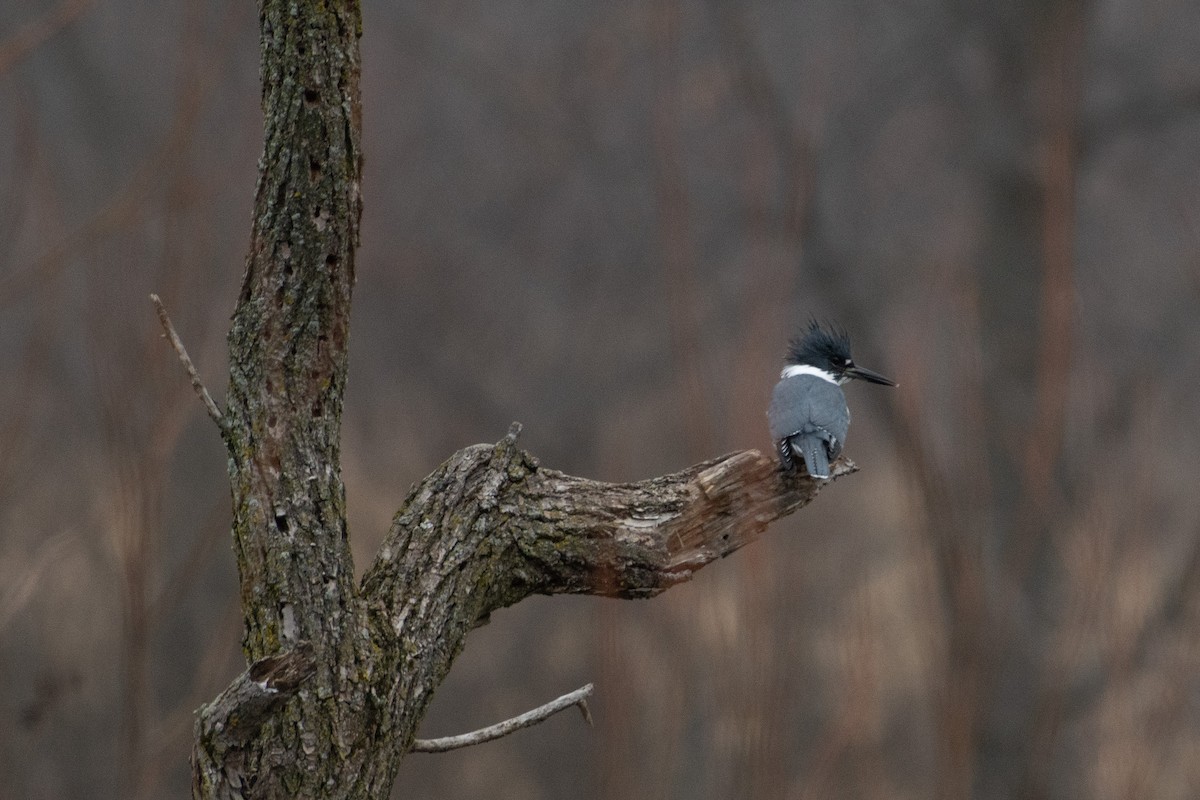 Belted Kingfisher - ML520501681