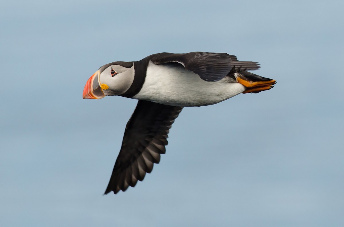 Atlantic Puffin - Alix d'Entremont