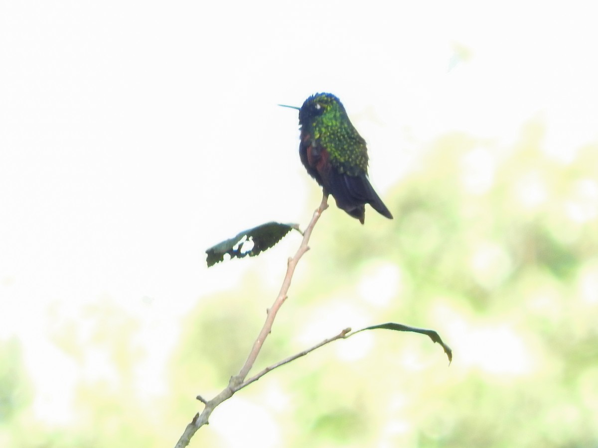 Garnet-throated Hummingbird - ML520502031