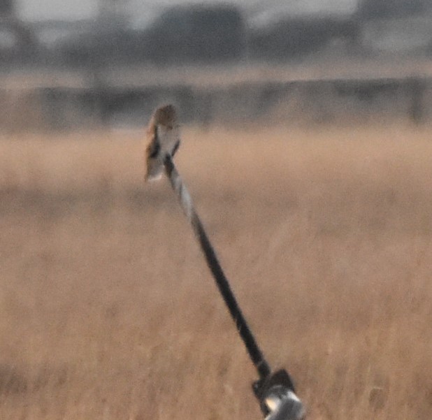 Short-eared Owl - ML520502041