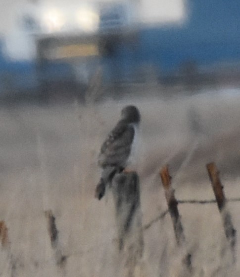 Northern Harrier - ML520502121