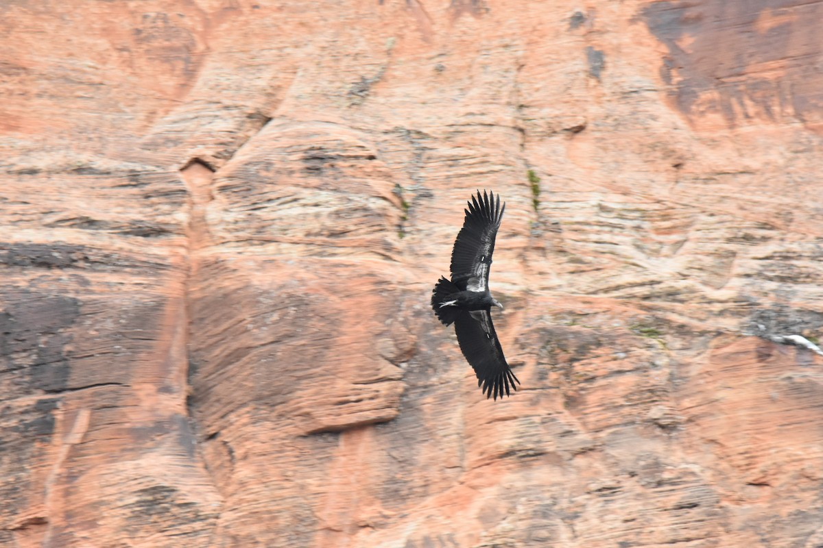 California Condor - ML520502481