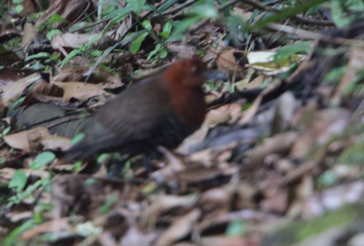 Slaty-legged Crake - ML52050281