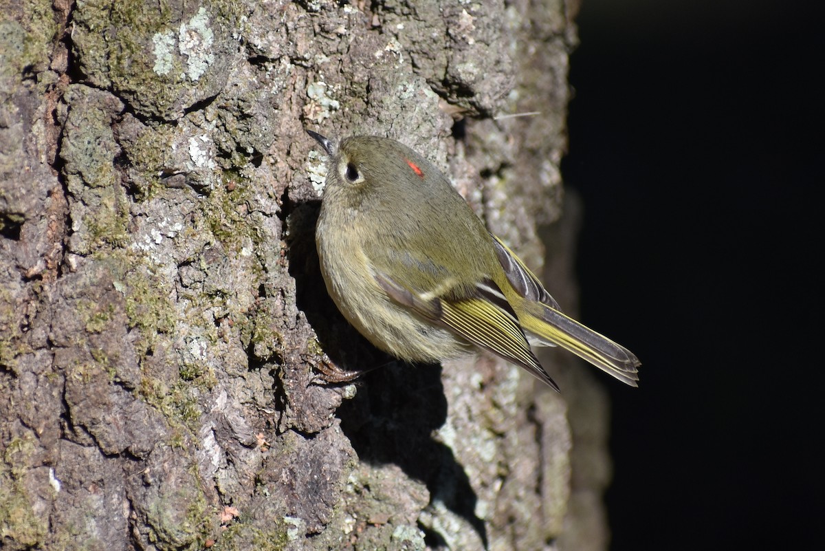 Ruby-crowned Kinglet - Claire H