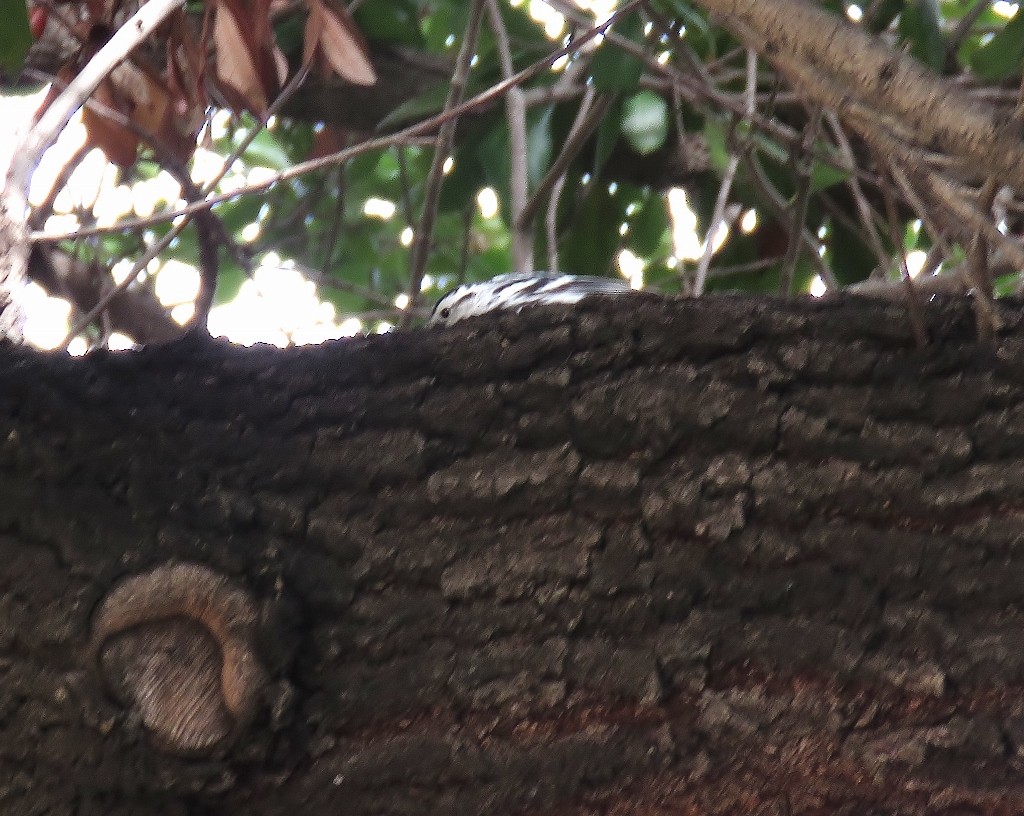 Black-and-white Warbler - a   v n