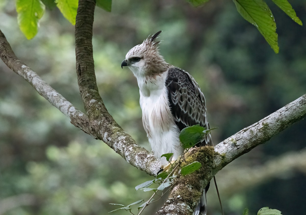 Black-and-chestnut Eagle - ML520504821