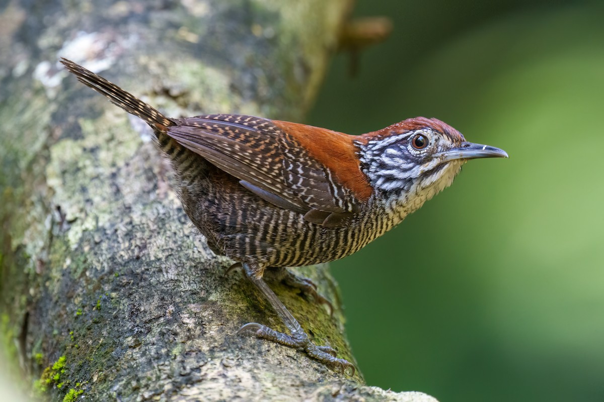 Riverside Wren - Jeff Hapeman