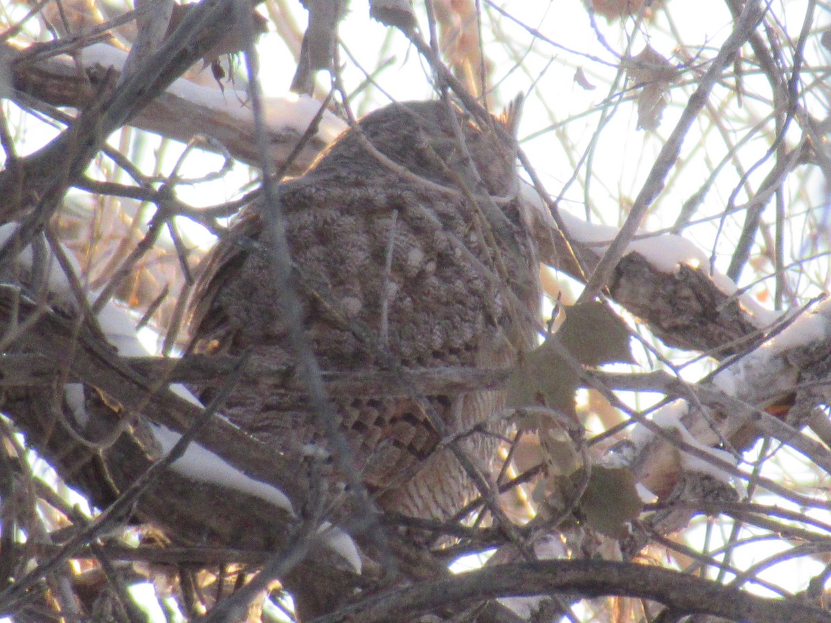 Great Horned Owl - Felice  Lyons