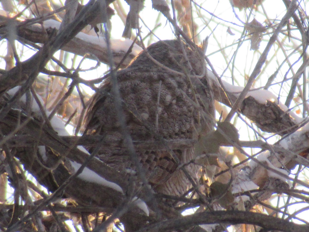 Great Horned Owl - Felice  Lyons