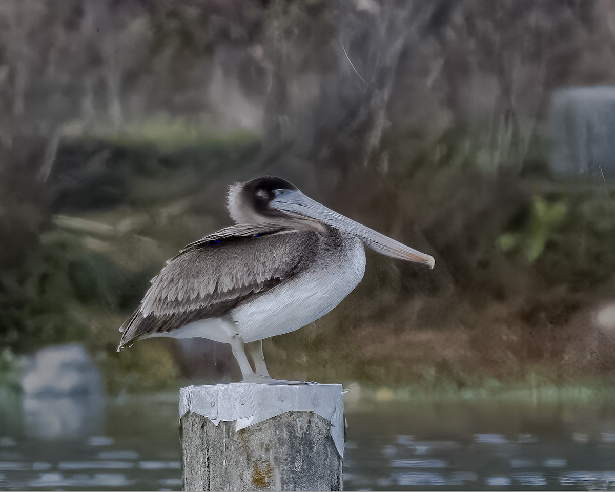 brunpelikan - ML520505111