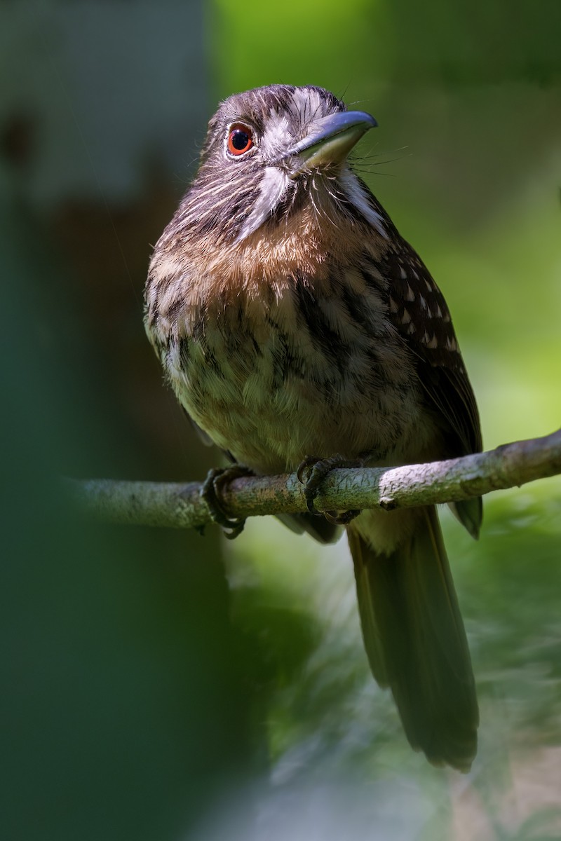 White-whiskered Puffbird - Jeff Hapeman