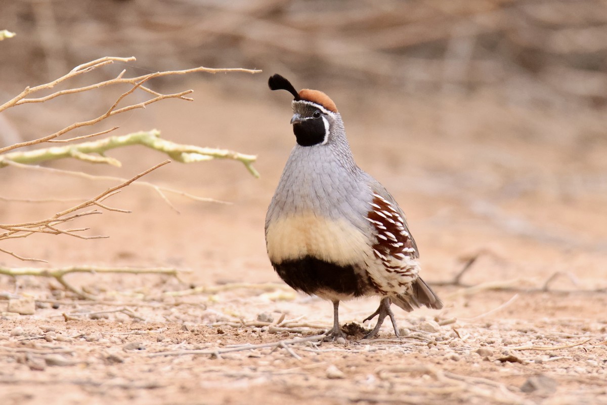 Gambel's Quail - Jack Kew