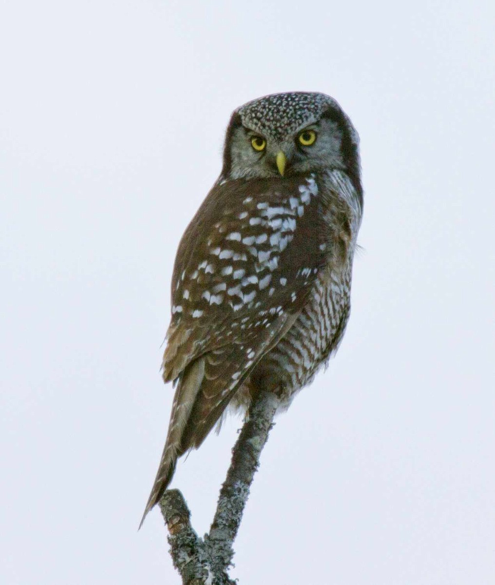 owl sp. - Steve Hamlin