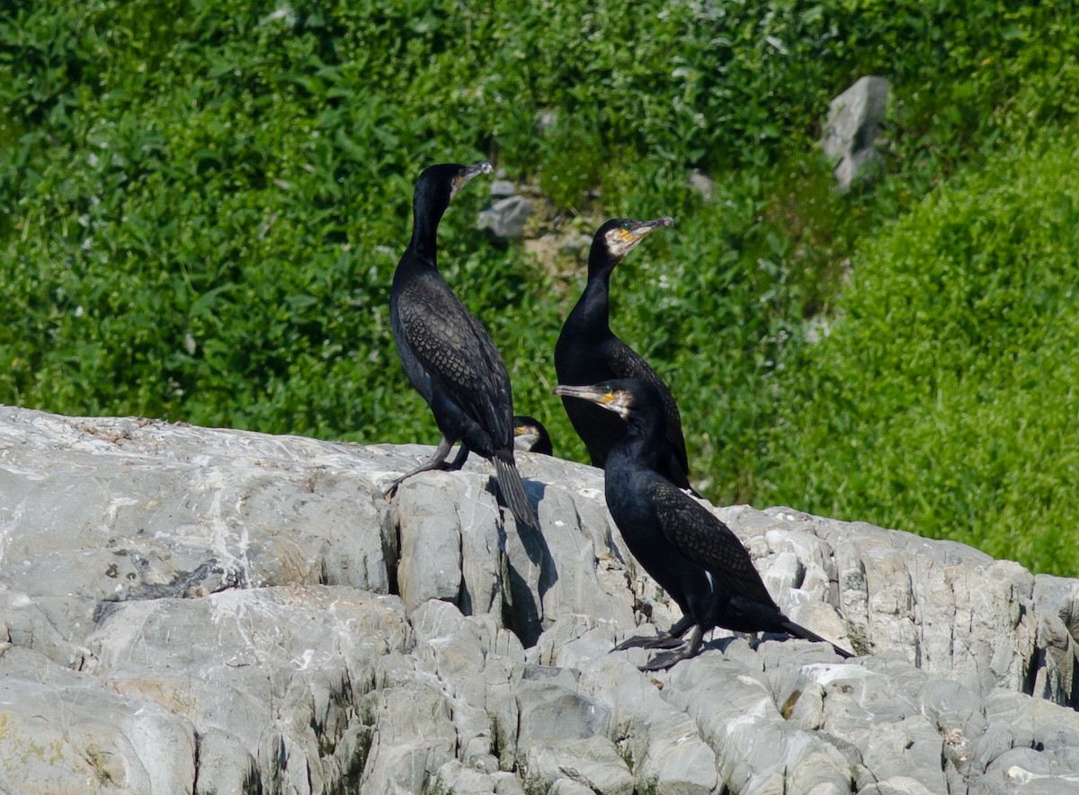 Great Cormorant - Alix d'Entremont