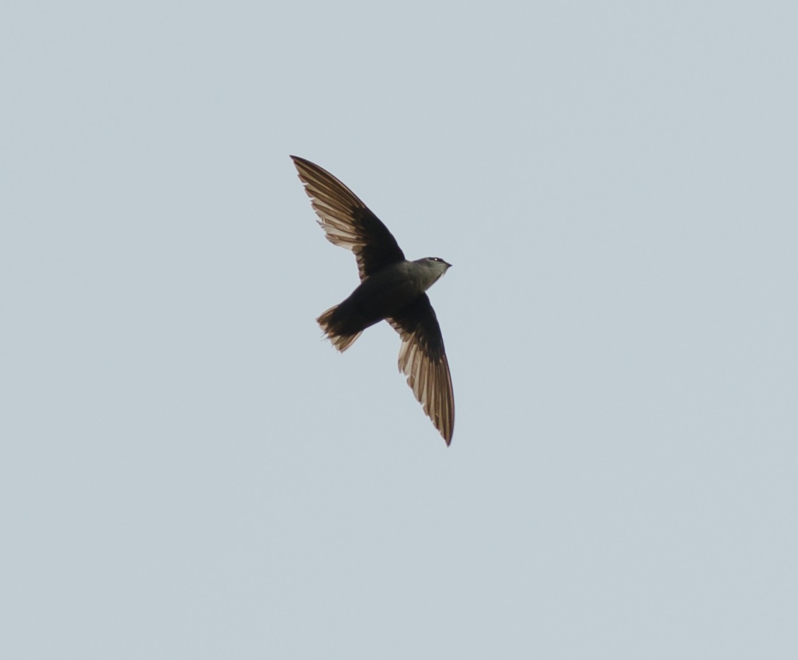 Chimney Swift - Alix d'Entremont