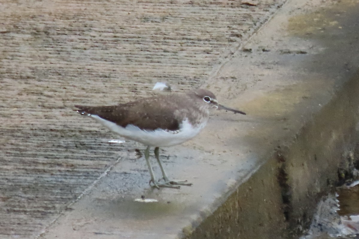 Green Sandpiper - ML520508831