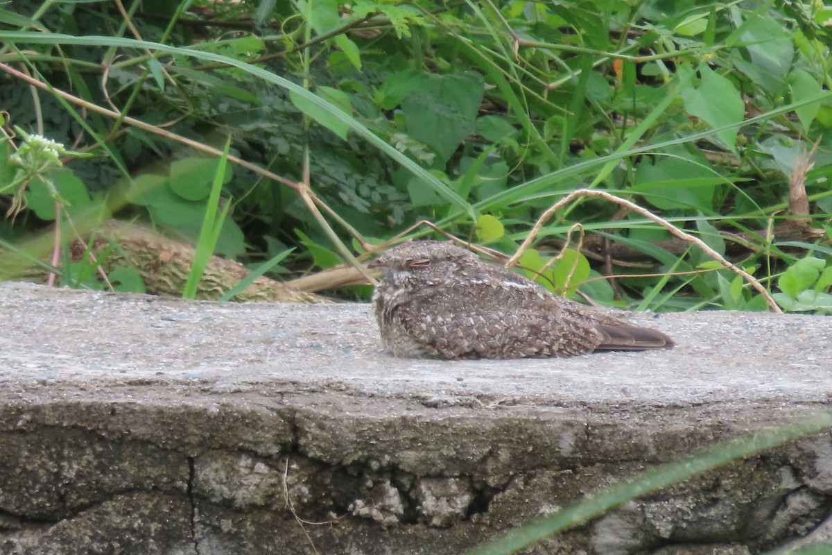 Chirruping Nightjar - ML520509441