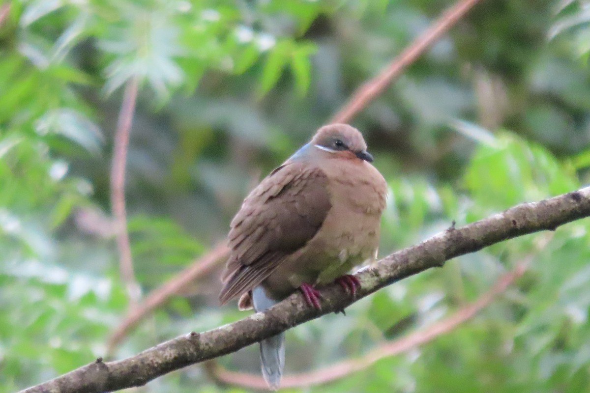 White-eared Brown-Dove - Eloise Martinez