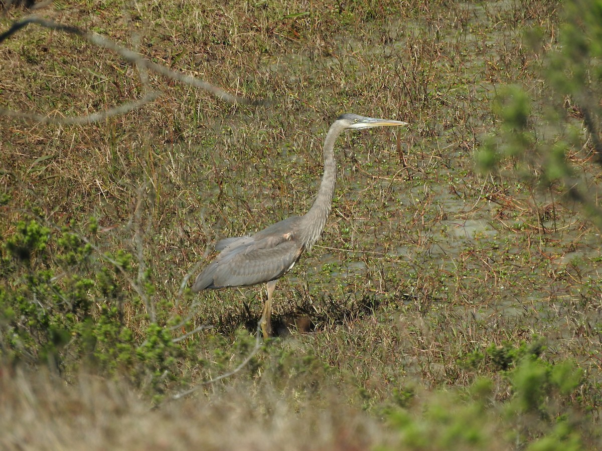 Great Blue Heron - ML520510391