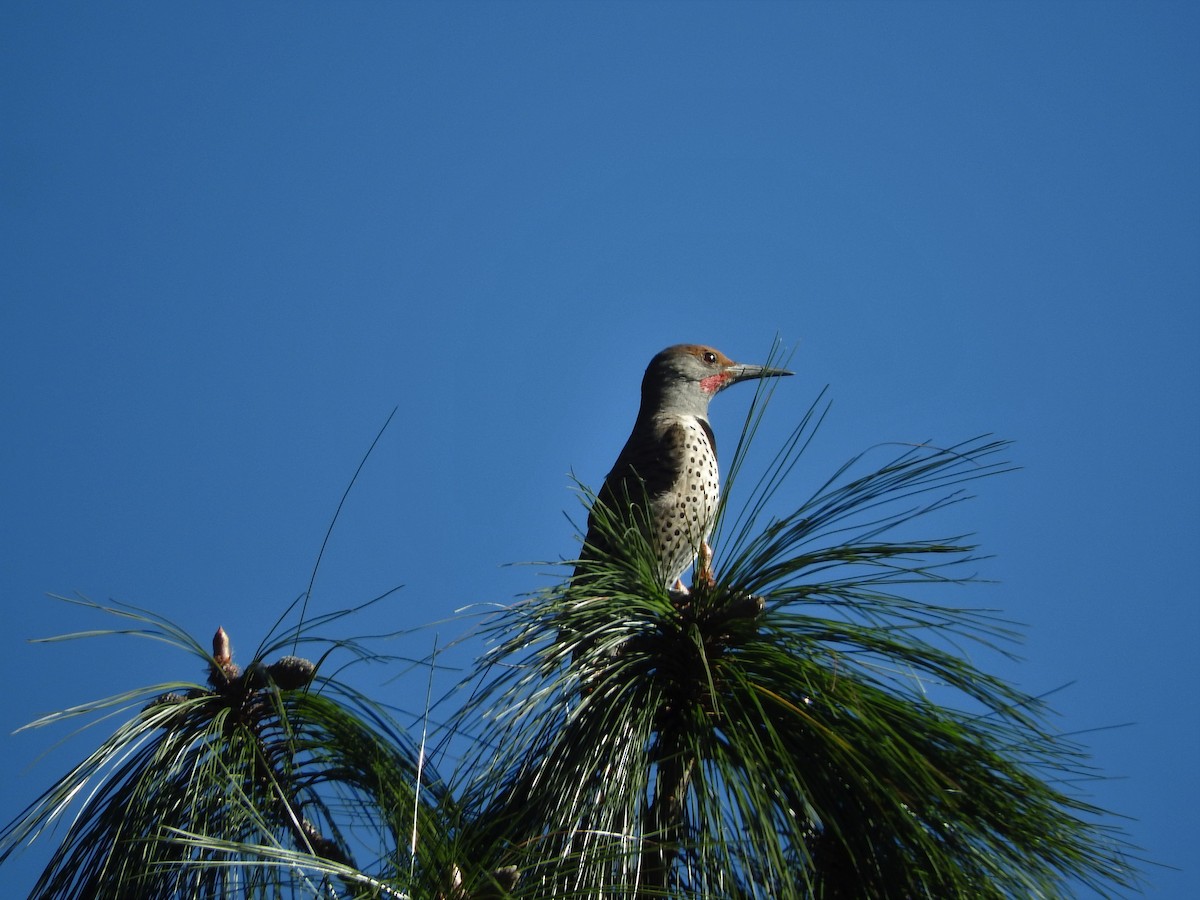 Northern Flicker - ML520510491