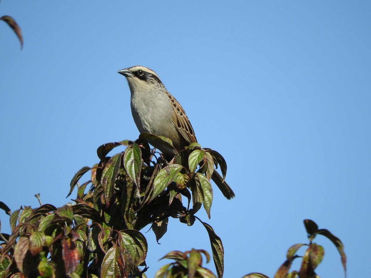 Striped Sparrow - Osvaldo Balderas San Miguel