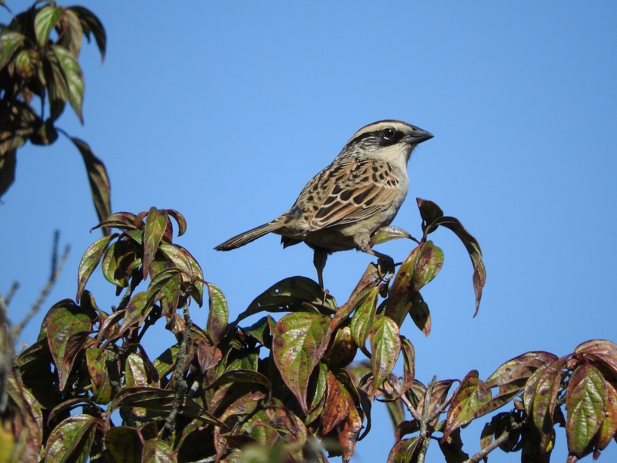 Striped Sparrow - Osvaldo Balderas San Miguel