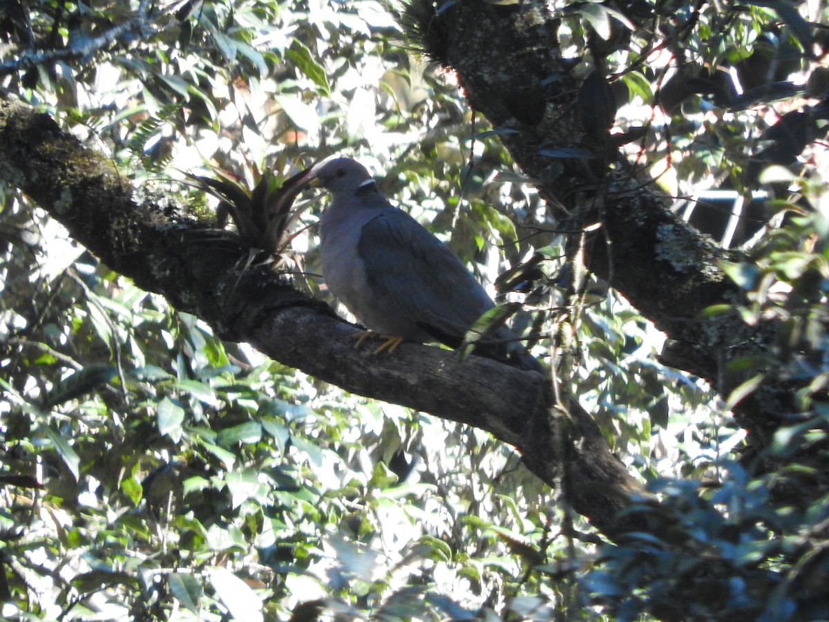 Band-tailed Pigeon - ML520511201