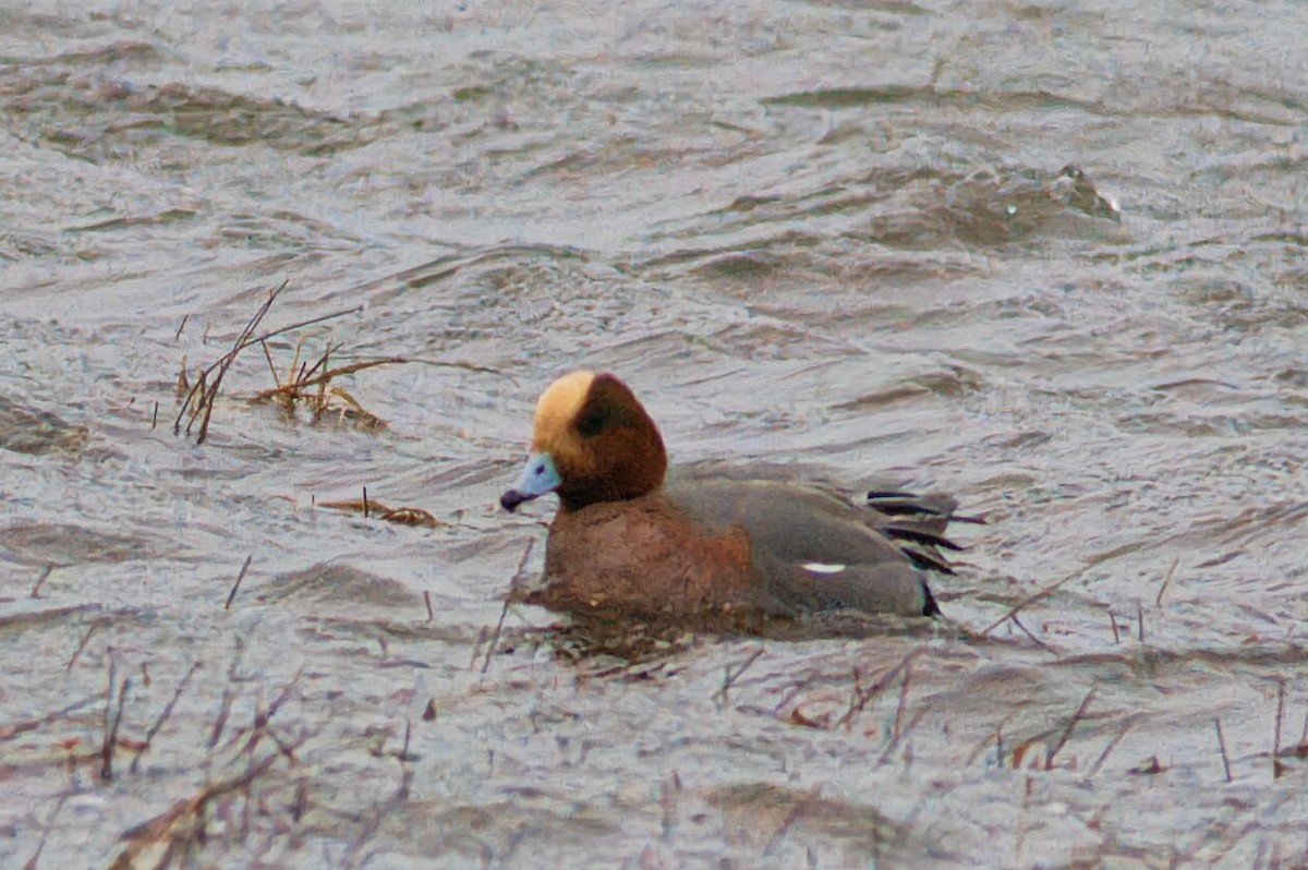 Eurasian Wigeon - Paul Droubay