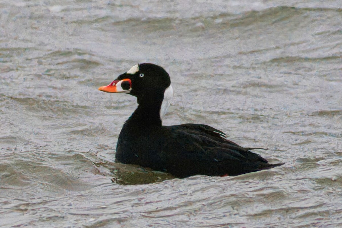 Surf Scoter - ML520511441