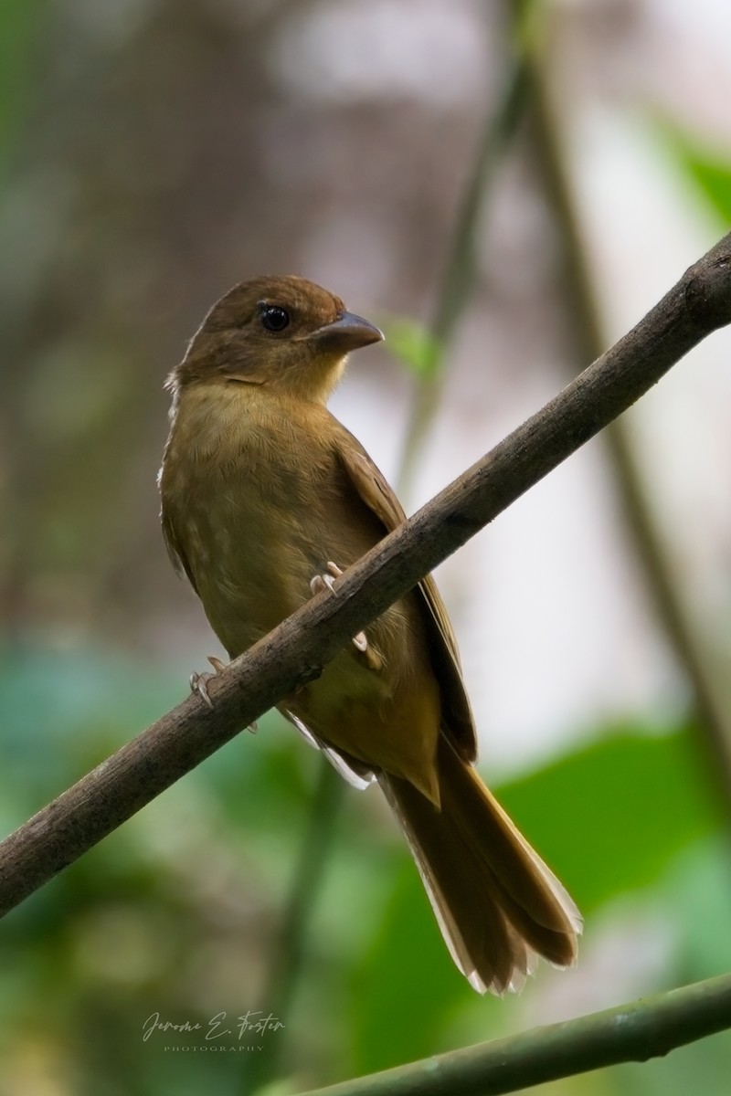 Red-crowned Ant-Tanager - ML520512661