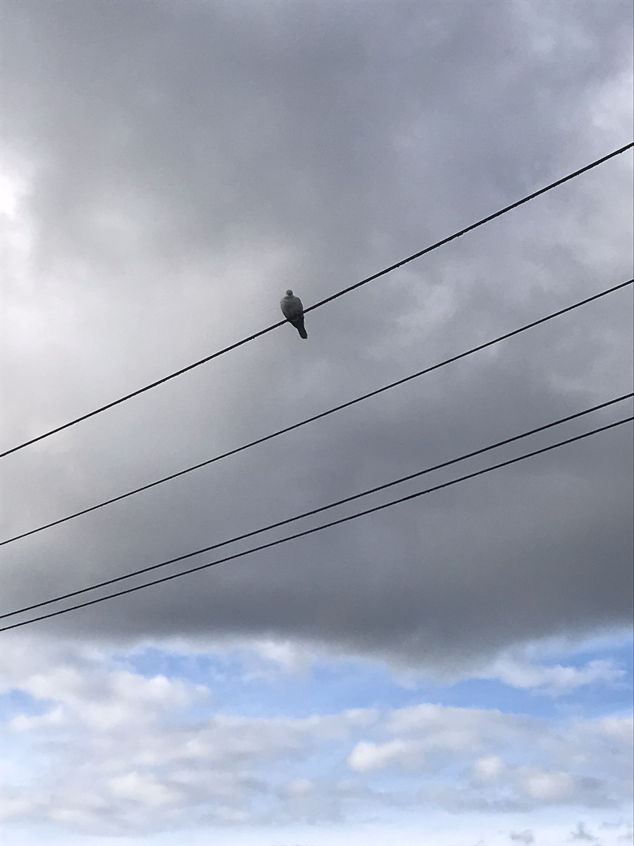 African Collared-Dove - Alfie Benbow