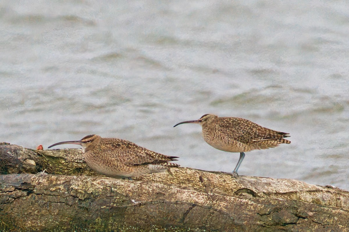 Whimbrel - ML520513041