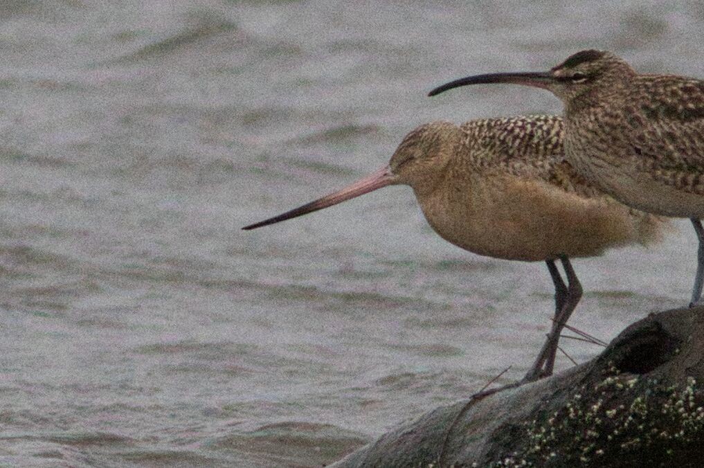 Marbled Godwit - ML520513631