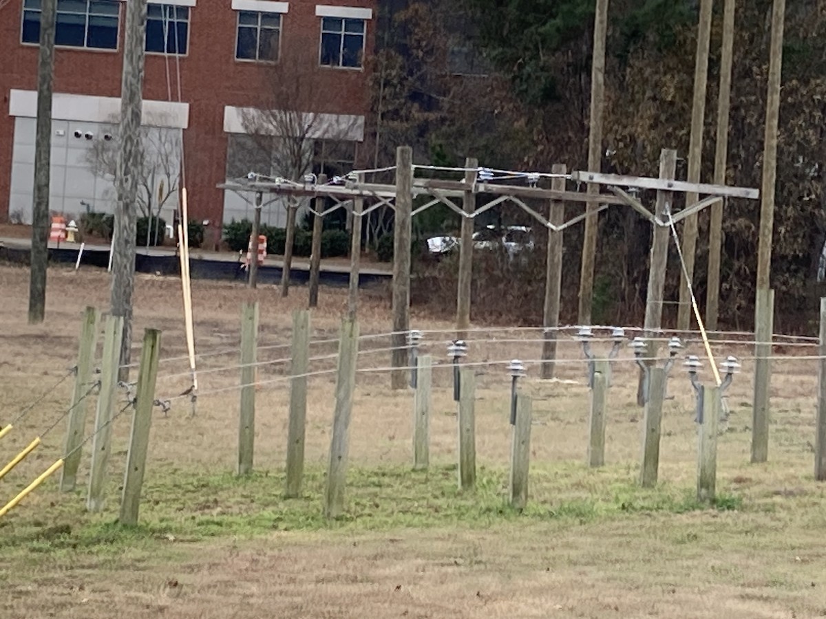 Western Kingbird - ML520513861